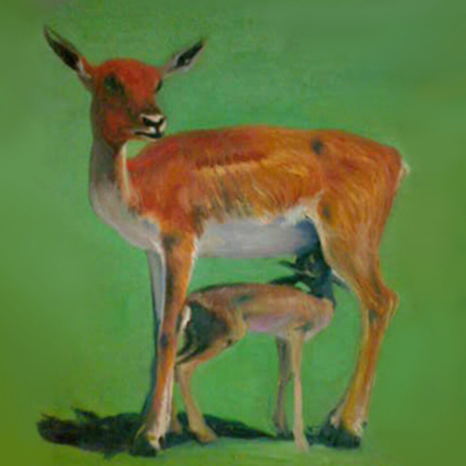Watercolor painting of a deer and fawn